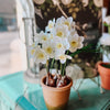 Faux Potted Narcissus